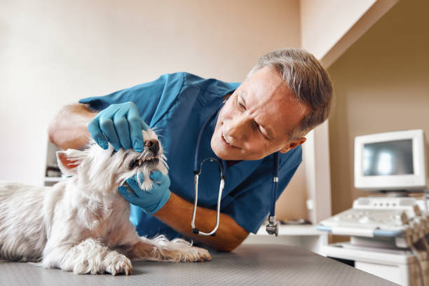 Best Emergency X-Rays and Diagnostics in Rossmoyne, OH